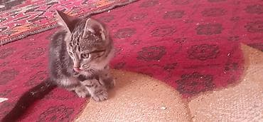 отдам котят в хорошие руки бишкек: 2 месяца, Девочка, Приучена к лотку — 5