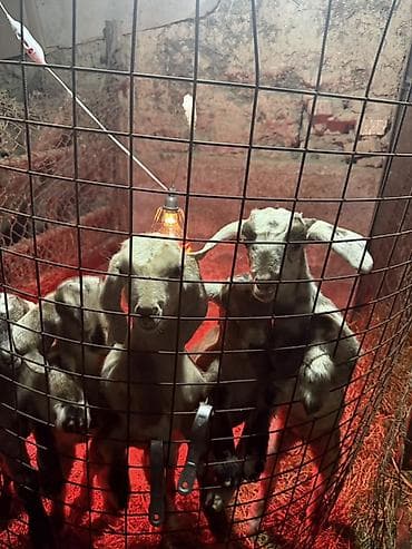 Животные: Продаю | Козлёнок | Нубийская | Для разведения | Племенные — 4