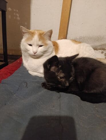 шотландские вислоухие котята в бишкеке: Беспородная, 5 месяцев, Девочка, Белый, Кастрирована, Приучена к лотку, Проглистована — 21
