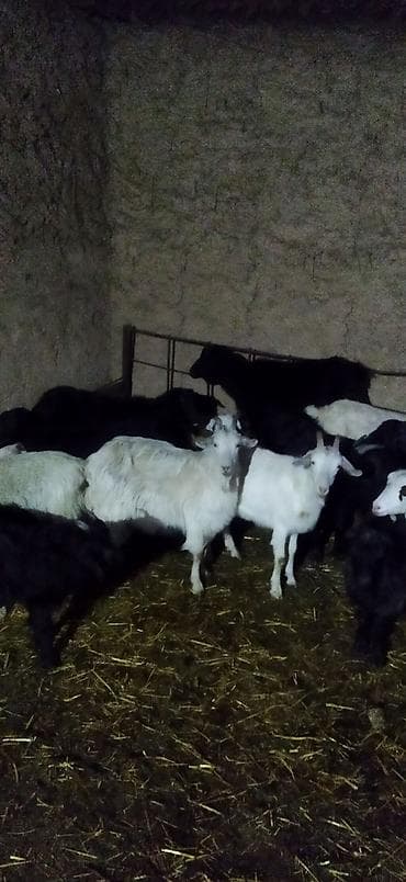 козы молочной породы цена: Продаю | Козлёнок | Для разведения — 9