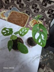 чип для животных: Комнатные растения. Продается спатифилум женское счастье крупномер — 2