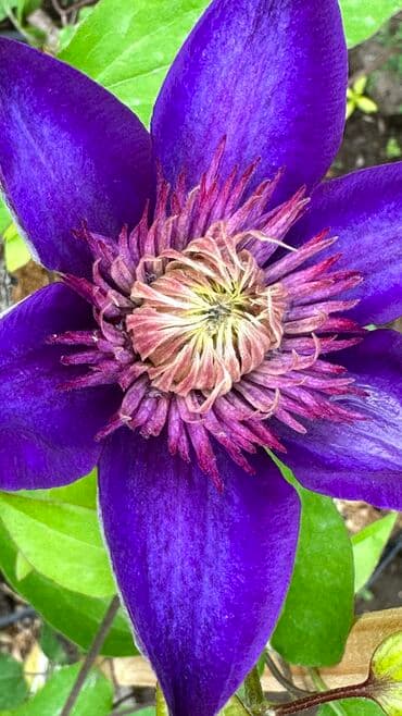 комнатные растения в бишкеке купить цена оптом и в розницу: Клематисы!!! В наличии, 5 сортов: - Multi Blue ( Мульти Блю) - Ville — 3