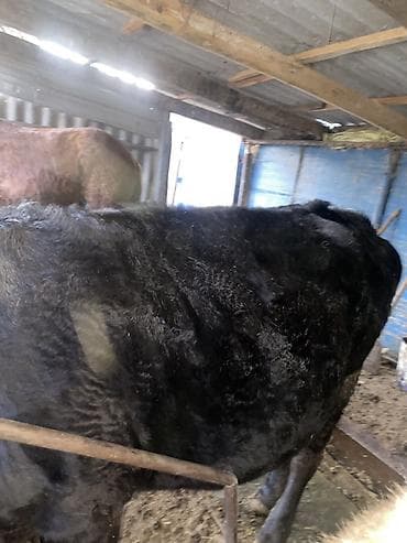 токмок кошка: Сатам | Уй (ургаачы) | Союуга, Бордоп семиртүү үчүн — 3