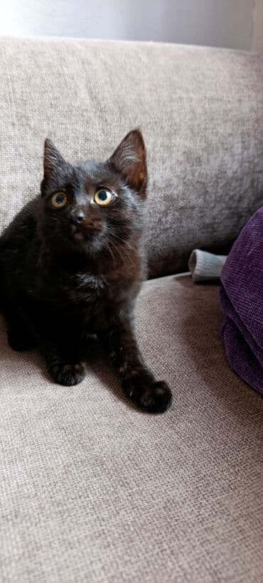 сколько стоит собака породы корги: Кошка даром: Беспородная, 3 месяца, Мальчик, Приучена к лотку — 2