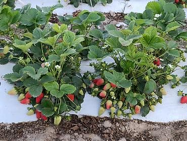 Үй жана бакча: Кусты садовой земляники (клубники) для посадки Описание: - Сорт — 1