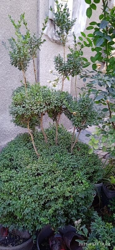 продажа рассады: Предлагается саженец кустарника с развитой корневой системой, готовый — 8