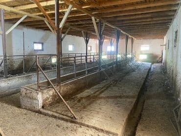 сдаю дом без хозяин: Сдается помещение 1500тыс КВ м имеются 3 сарая 1навес 1конюшня — 6