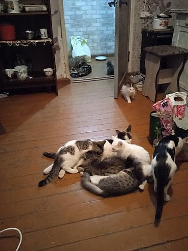 животные кошка: Котята и молодые кошки разных окрасов бесплатно - Домашние котята из — 4