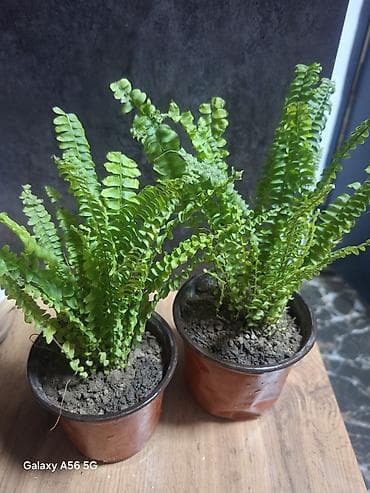 музыка ветра: Продается комнатная ель араукария женское счастье, шефлера — 4