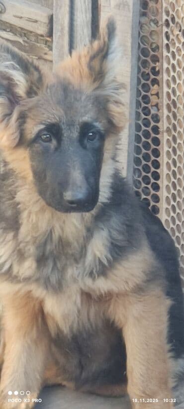 купить собаку корса: Щенки немецкой овчарки4месяца - Пухнастые малыши с крепким костяком и — 2