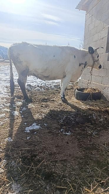 азият собака: Продаю | Корова (самка) | Для разведения | Привязанные — 3