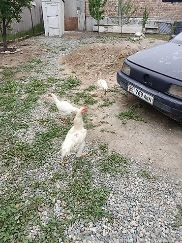 домашние птицы: Продаю | Куры, Петух | Дакан | Для боев — 3