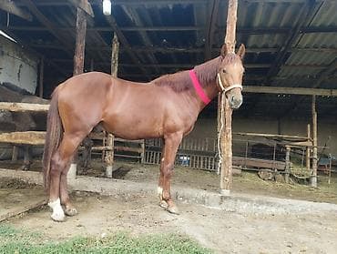 Лошади, кони: Продаю | Жеребец | Полукровка | Конный спорт — 4