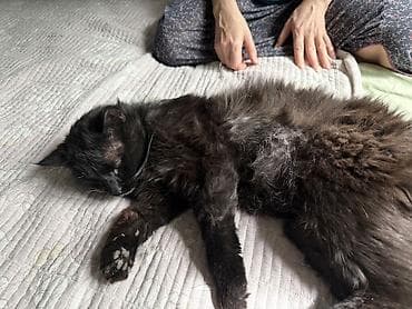 Отдам даром кошку: Кошка даром: Беспородная, 2 года, Мальчик, Метис — 10