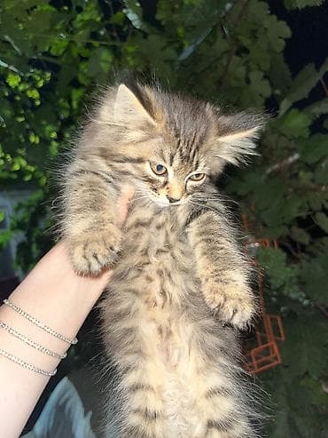 животные кошка: Отдадим котят в добрые руки, 4 котенка — 1