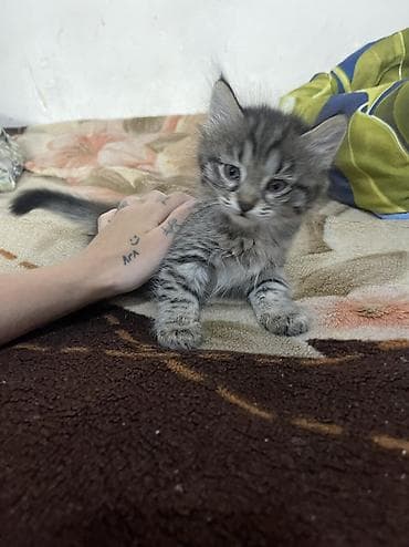 кошка жалал абад: 2 айлык, Ургаачы, Лотокко барууга үйрөтүлгөн — 3