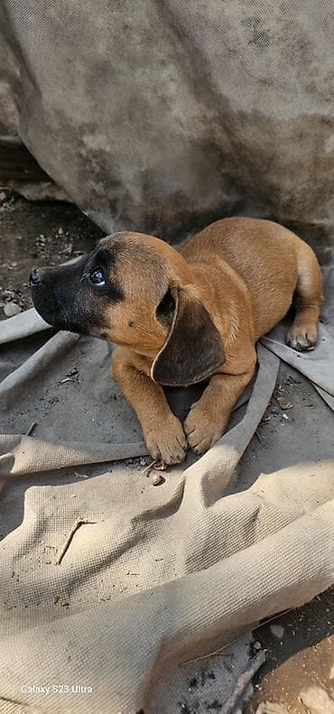 питомцы: Щенки смешанной породы - Окрас: рыжий/палевый с тёмной мордочкой. - — 2