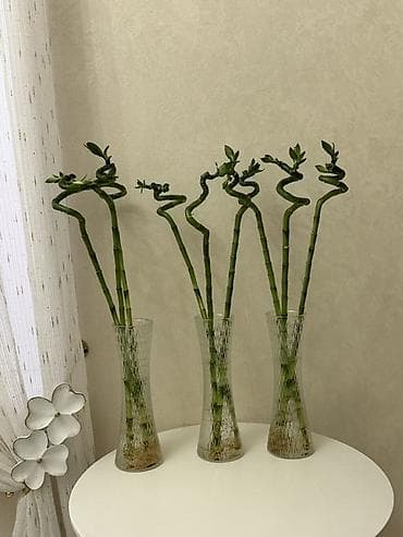 розы в колбе: Продаётся декоративный бамбук высотой 70 см в вазе. В комплекте 3 — 2