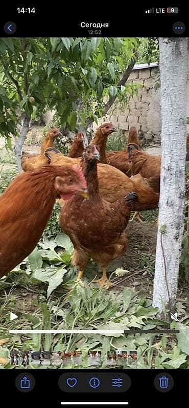 голуби животные: Продаю | Куры | Бройлерная | Для разведения — 3