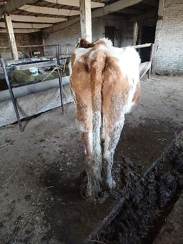 уй ангус: Продаю | Музоо, торпок | Для разведения | Искусственник — 5