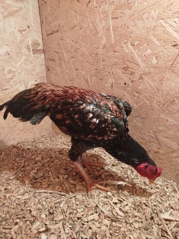 попугай ара бишкек: Дакан короз сатылат алмашу жолдору бар адрес Заря Тынчтык конушу кочо — 2