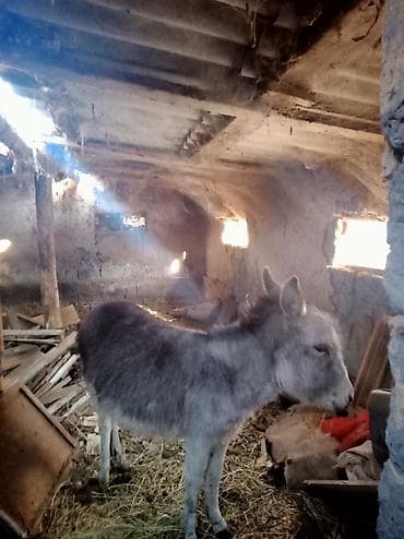 лошадь белый: Осёл серый, небольшого роста, с густой шерстью. Спокойный характер — 5