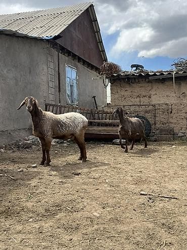 машинки для стрижки животных: Продаю | Овца (самка) | Арашан | Для разведения | Матка — 1