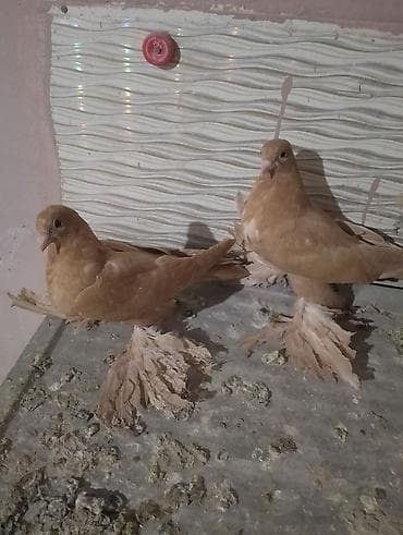 мышык каракол: Продажа на игру жёлтые и таджикы — 2