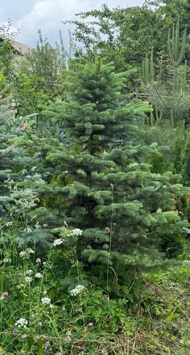 туя брабант бишкек: 🌿 Сапаттуу көчөттөр Ноокаттан! Европадан алып келинип, өзүбүздүн — 7