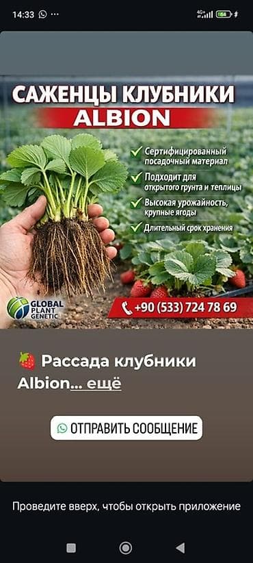 бий алма орусча: Саженцы рассада клубники с открытой корневой системой (фриго) оптом — 7
