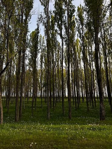 комната аламедин 1: 100 соток, Курулуш, Сатып алуу-сатуу келишими — 6