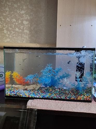 рыбки золотые: Продаются 2 аквариума с рыбками гуппи 🐠 В комплекте: ^ два ухоженных — 3