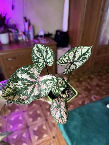 В продаже КАЛАДИУМЫ 1. Сорт “Carolyn Whorton” очень красивый кустик с