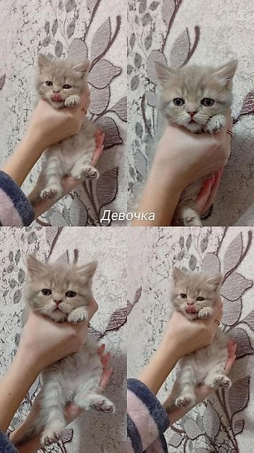 Продаём котят (мальчики и девочки). Вислоухие (скотиш фолд) - 15.000