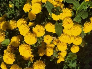 вилы садовые: Хризантемы мультифлора (садовые шары) - Компактные шаровидные кусты — 2