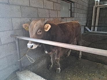 чистокровный жеребец: Продаю | Бык (самец) | На откорм | Привязанные — 1