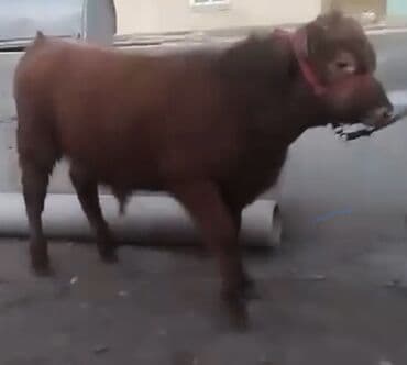 Продаю | Музоо, торпок, Бык (самец) | Ангус | Искусственник