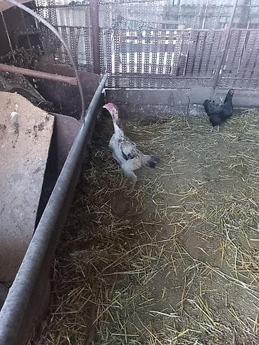 Продаю | Куры | Бойцовая | Для разведения