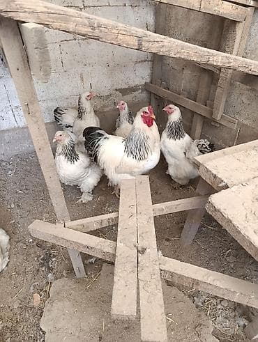 для куры: Продаю | Куры | Брама | Для разведения — 6