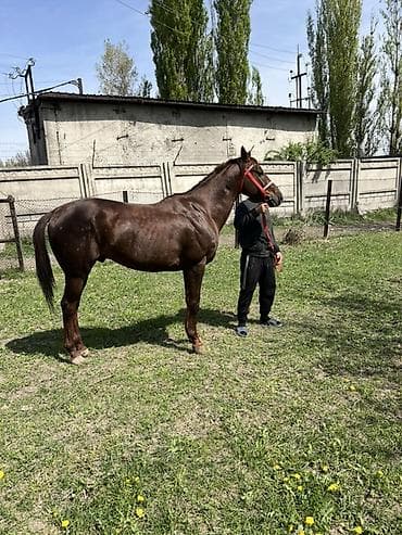 лошади жеребцы: Продаю | Конь (самец) | Конный спорт — 5