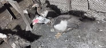 Индоутки (мускусные утки) - Порода: мускусная (индоутка) — 4