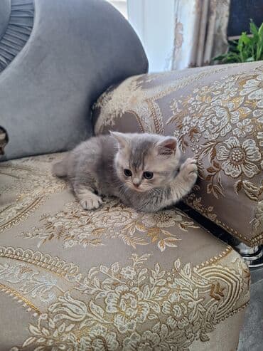 наполнители для кошек: Продаётся Котенок(мальчик) порода шотландская прямоухая! (Scottish — 7