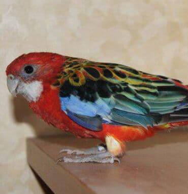 фиолетовый волнистый попугай: Попугаи красные разеллы хорошо приручаются к рукам так же есть и — 2