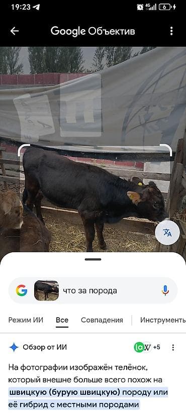 животные собака: Продаю | Бык (самец) | Абердин-ангус | На откорм — 9