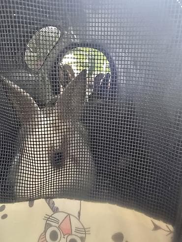 летучая мышь: Волнистые попугаи и декоративные кролики - Волнистые попугаи в — 6