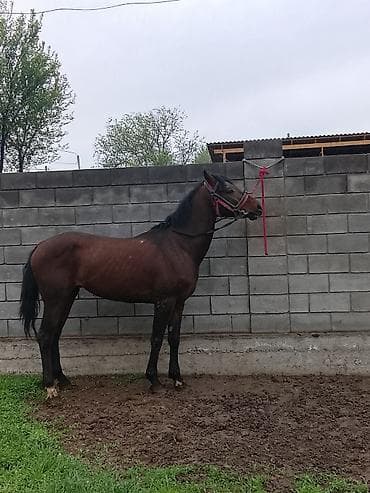 обмен на хаски: Продаю | Конь (самец) | Конный спорт — 5