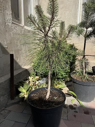 Крымская сосна,обыкновенная сосна в горшках