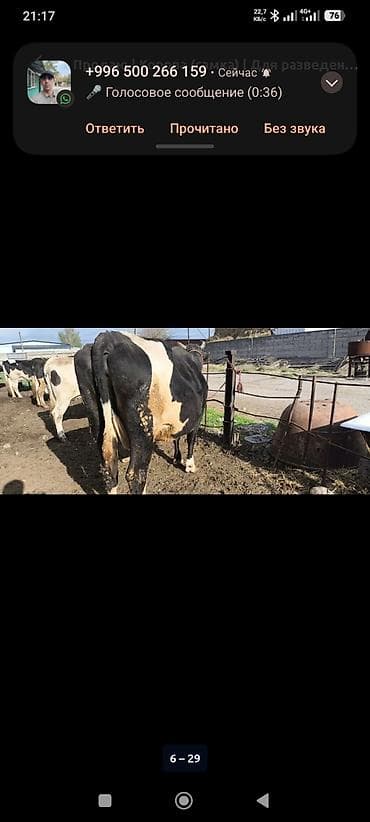 Продаю | Корова (самка) | Голштин | Для молока | Привязанные