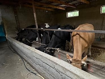 ара цена: Продаю | Корова (самка) | Полукровка | На откорм, На забой | Не стельные — 2