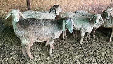 Зоотовары: Продаю | Овца (самка) | Для разведения — 3